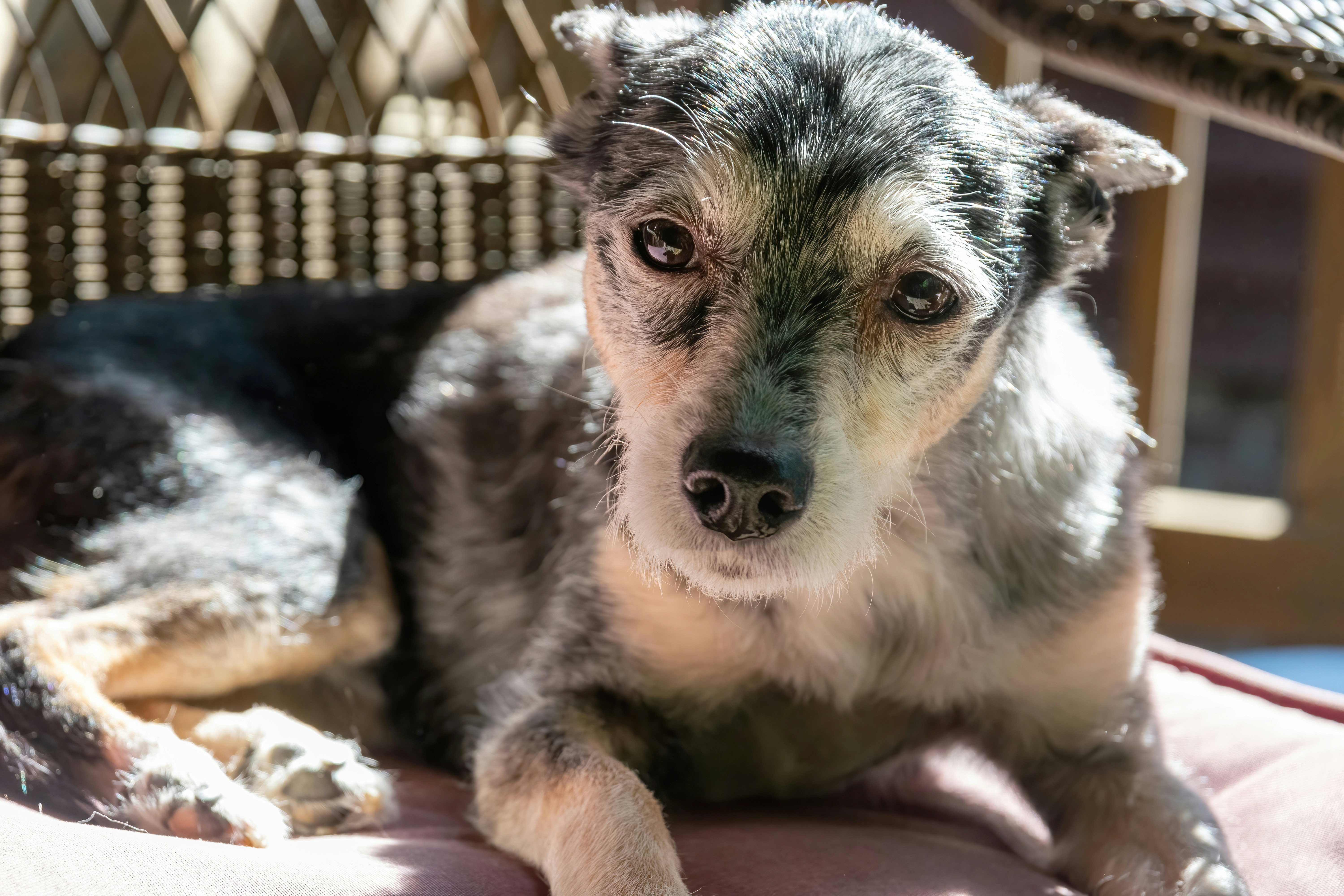 Rethinking Senior Years: How Science is Helping Our Dogs Live Longer, Healthier Lives