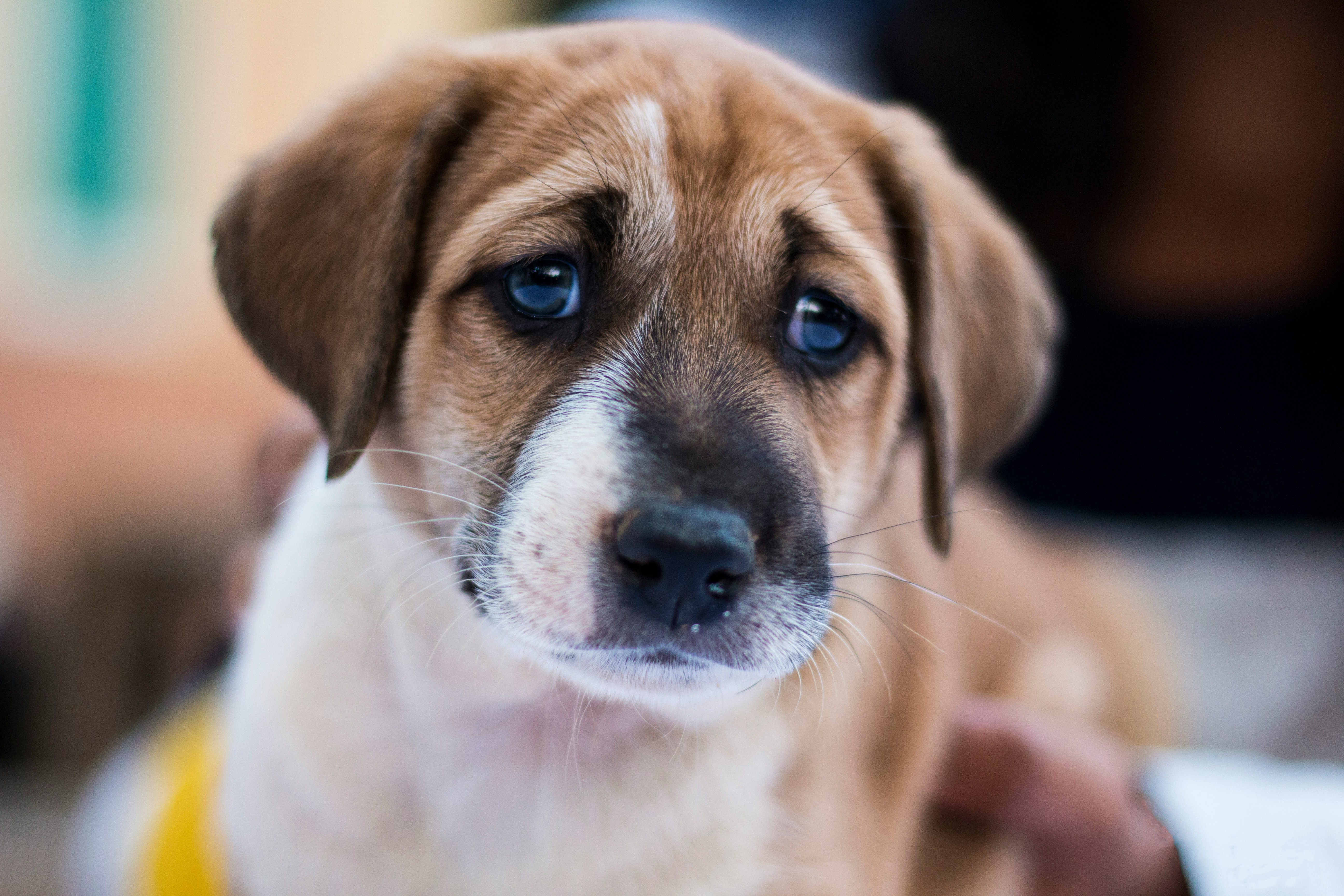 What pet grief actually looks like — and why the five stages don't fit
