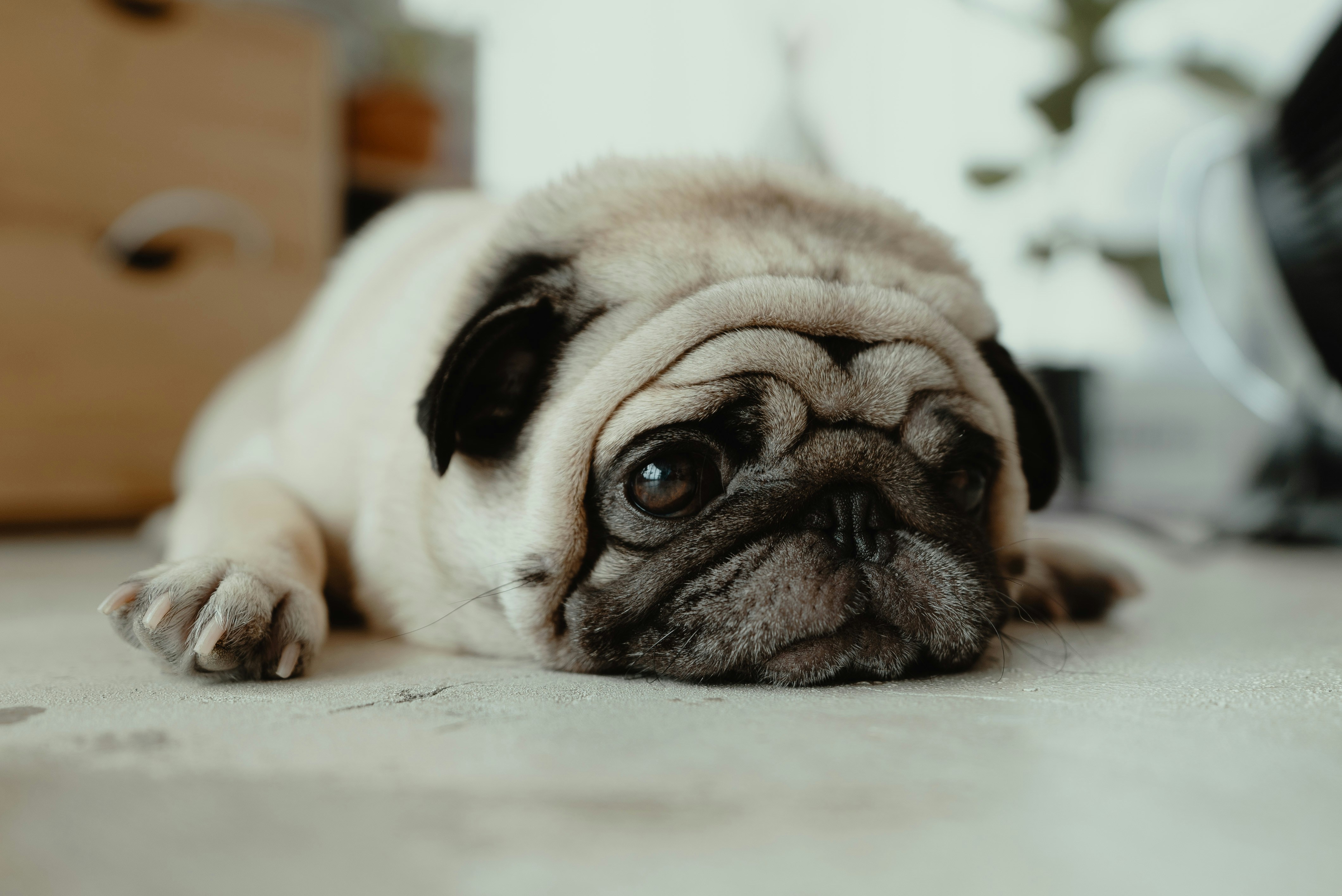 "It was just a dog": pet loss and the grief nobody counts