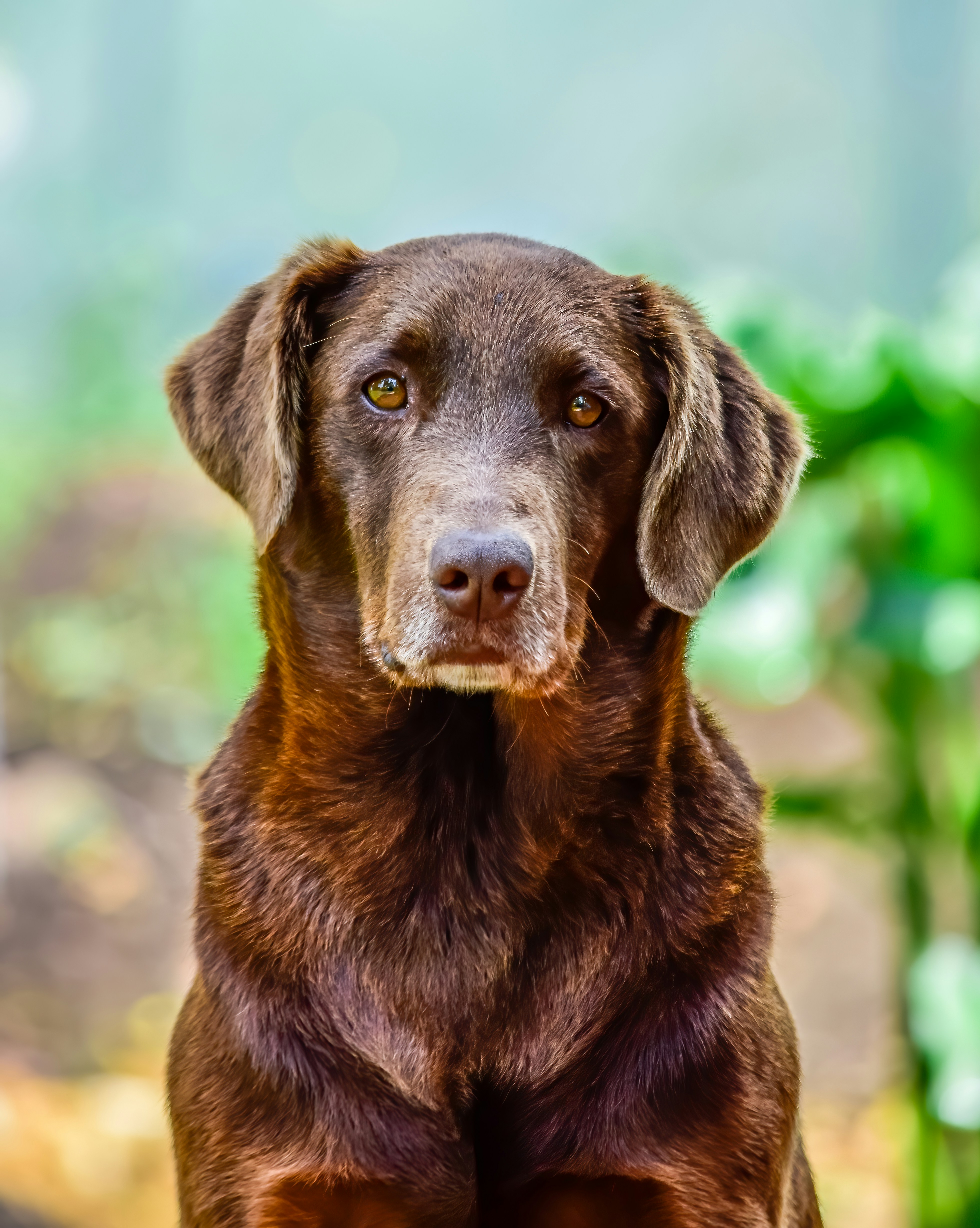 The dog who's still here: how your other pets respond when one dies