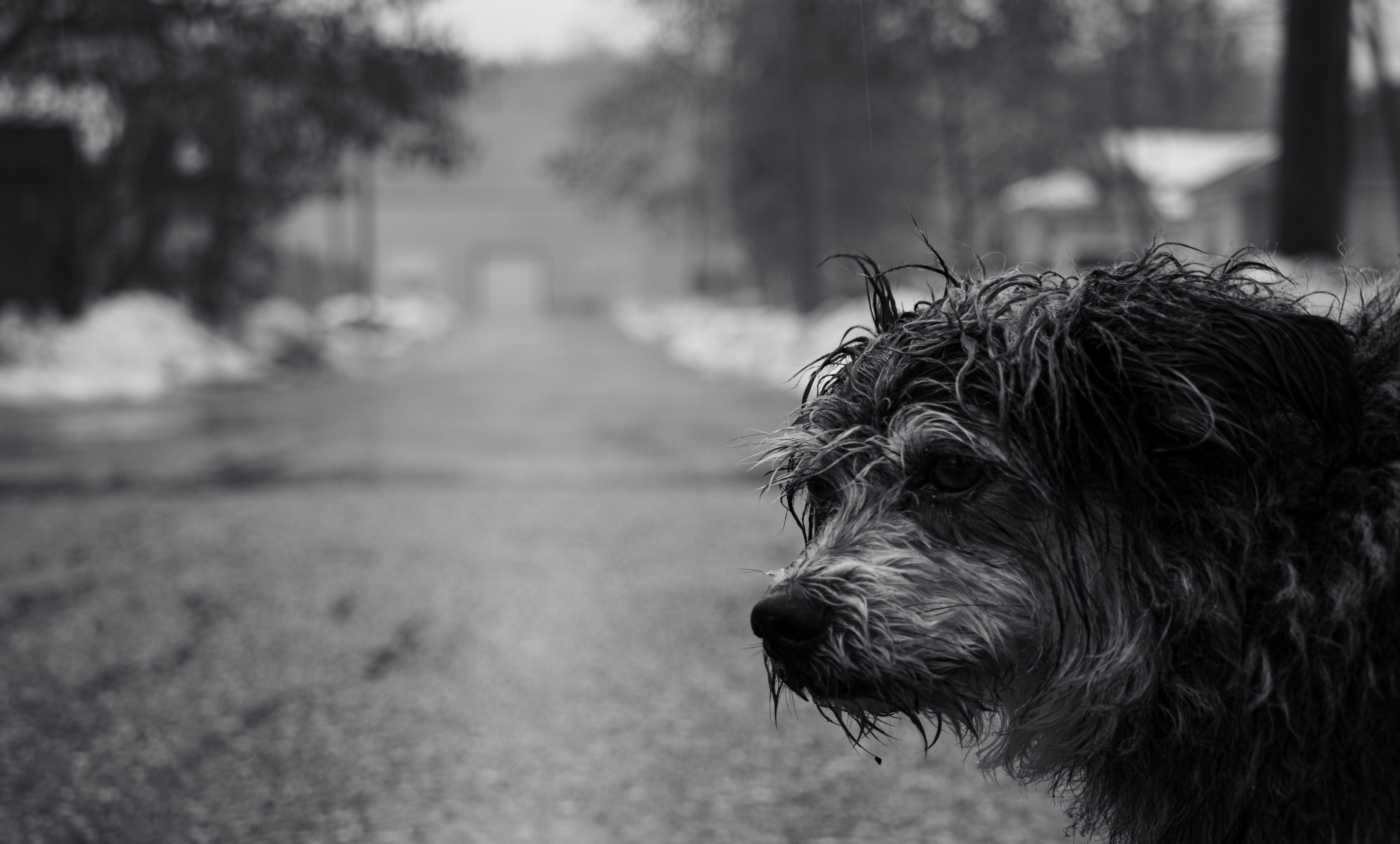 Your dog is missing: what to do in the first hour, and the first week